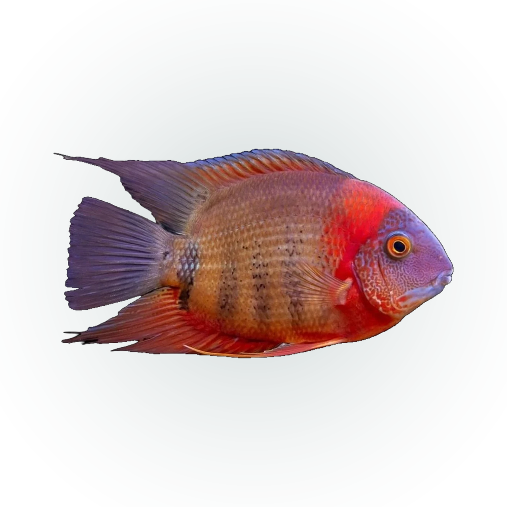 Rotkeil Severum (Heros sp. 'Rotkeil'), side profile facing right