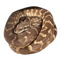 Rough Scaled Python | Morelia carinata