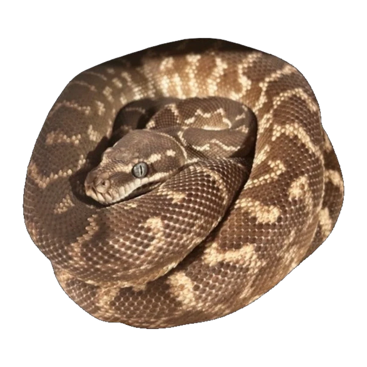 Rough Scaled Python | Morelia carinata