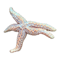 Rough Starfish | Asteroidea spp.