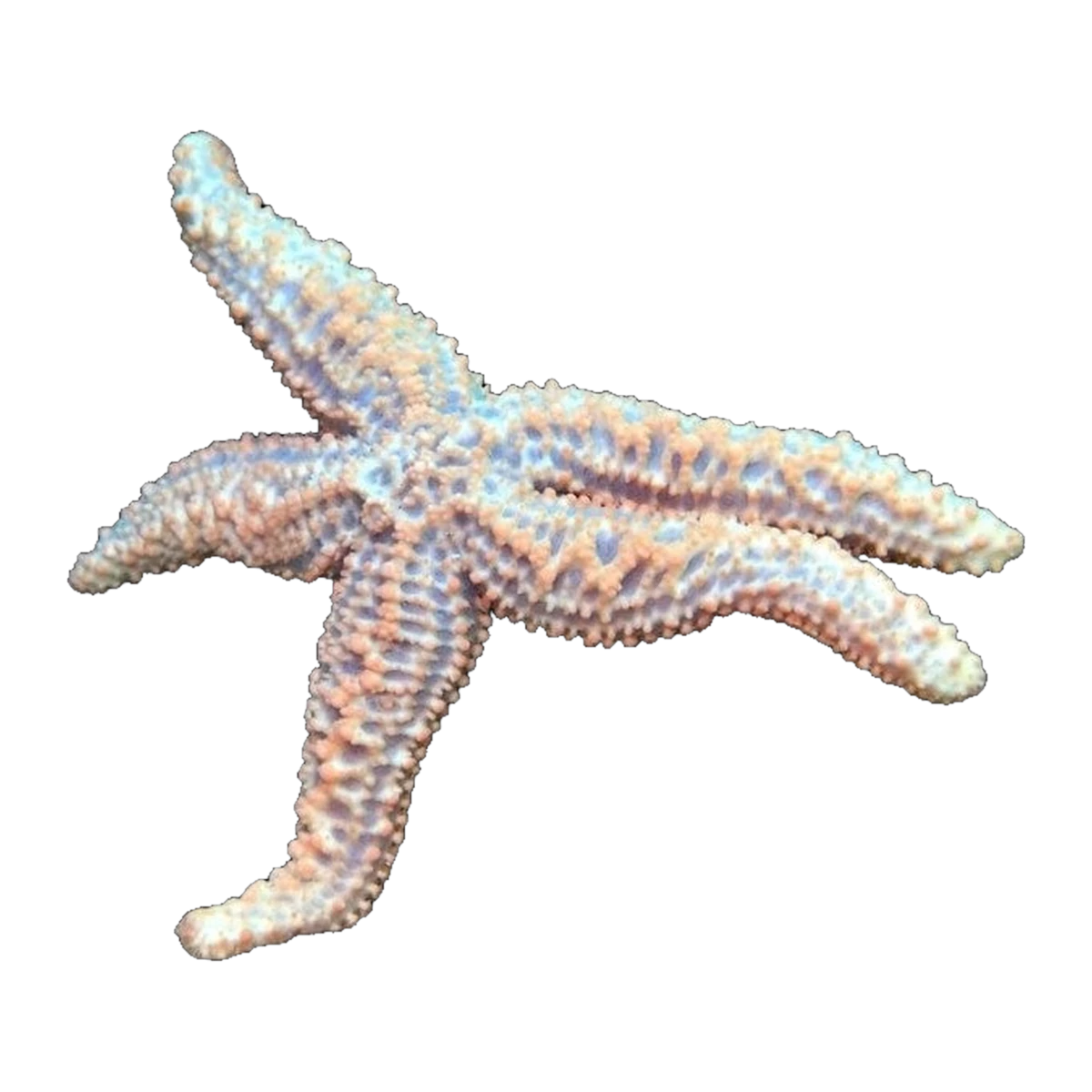 Rough Starfish | Asteroidea spp.