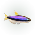 Royal Tetra | Inpaichthys kerri