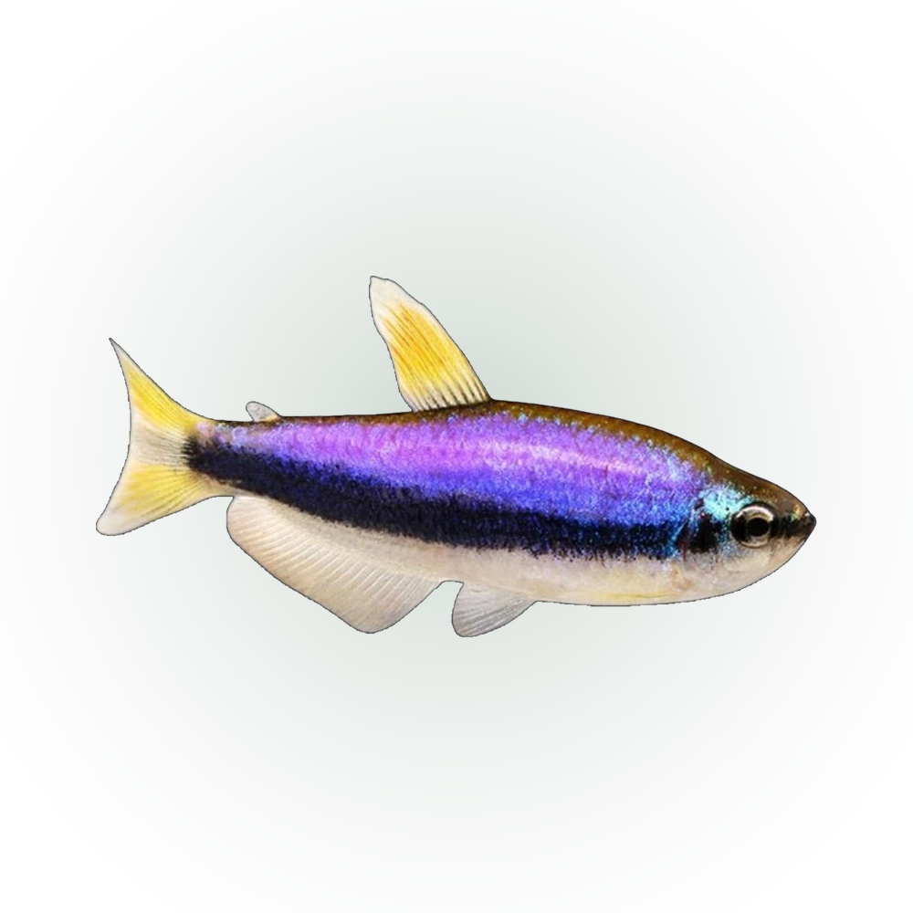 Royal Tetra | Inpaichthys kerri
