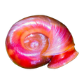 Rubrum Ramshorn Snail