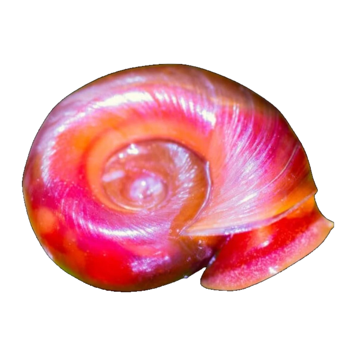 Rubrum Ramshorn Snail