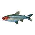 Rummy Nose Tetra