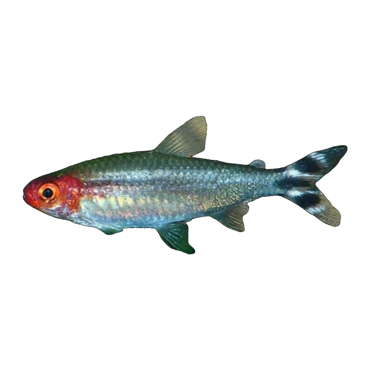Rummy Nose Tetra