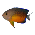 Rusty Angelfish | Centropyge ferrugata