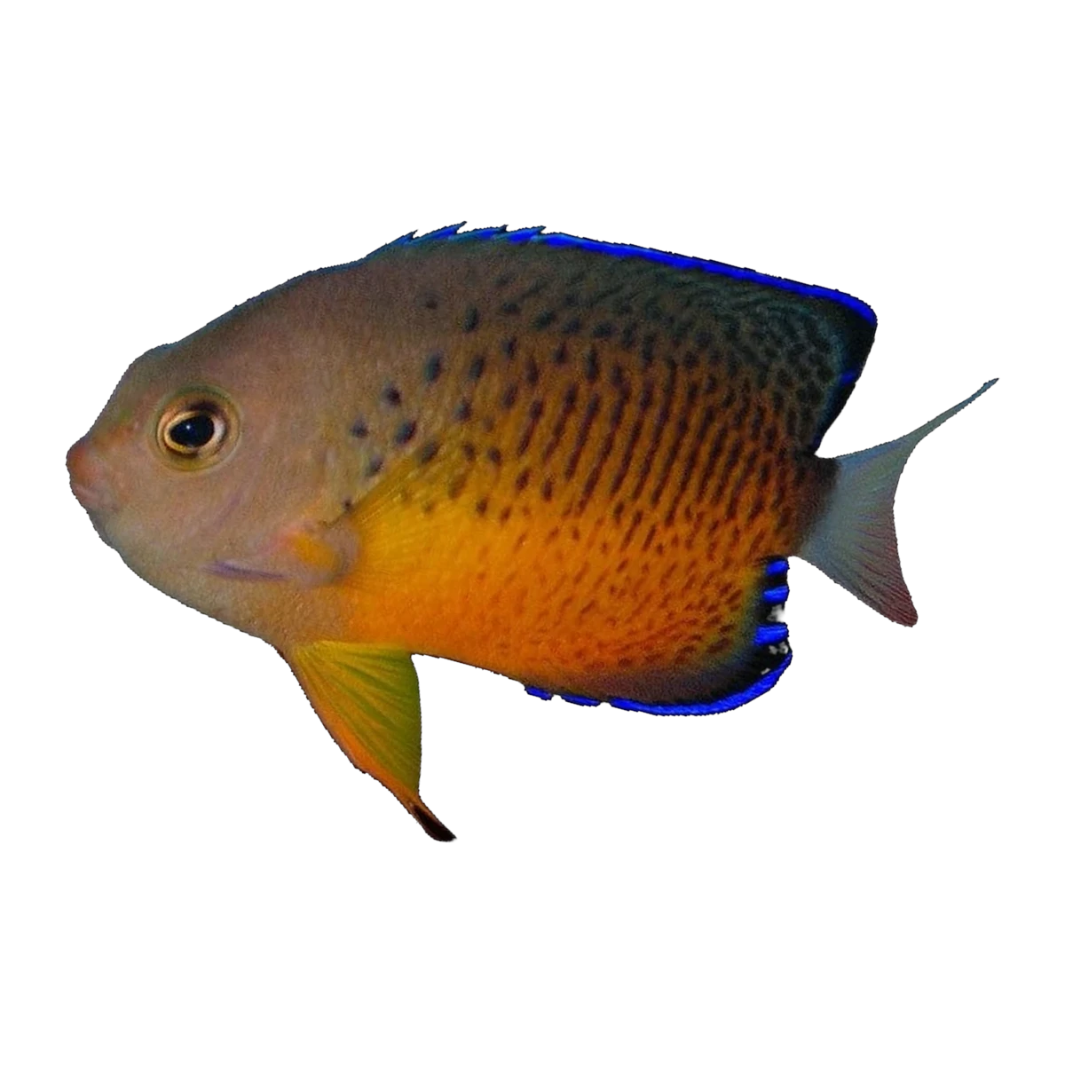 Rusty Angelfish | Centropyge ferrugata