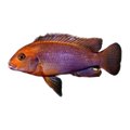 Rusty Cichlid