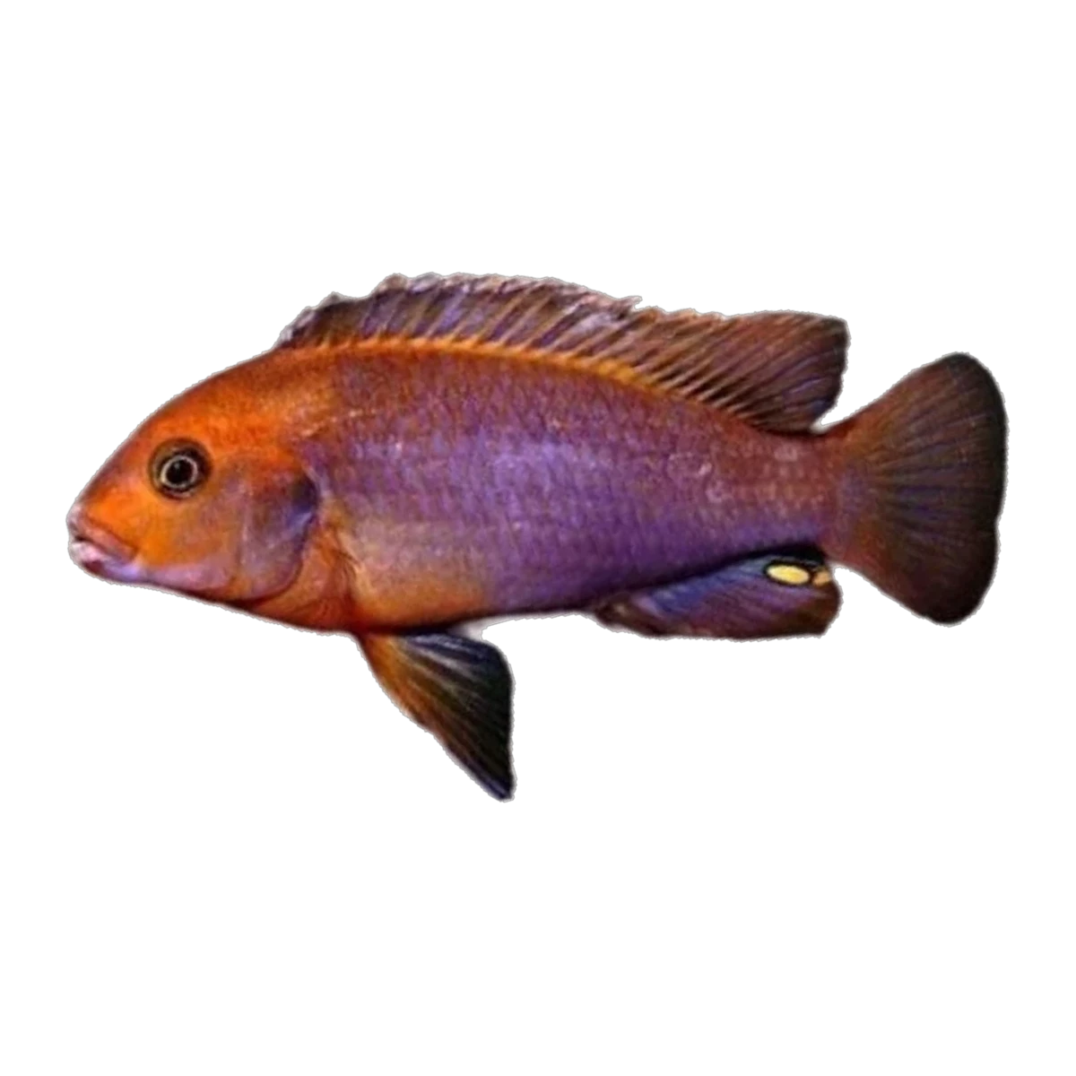 Rusty Cichlid