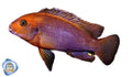 Rusty Cichlid