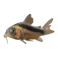 Rusty Corydoras | Osteogaster rabauti