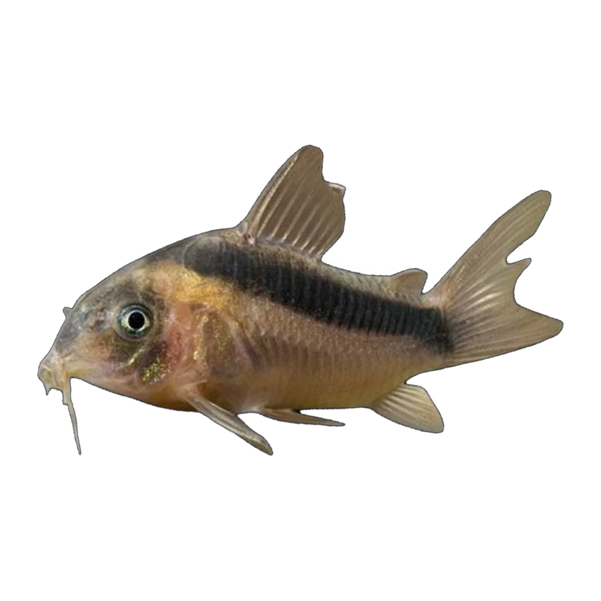 Rusty Corydoras | Osteogaster rabauti
