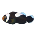 Saddle Back Clownfish Pair | Amphiprion polymnus