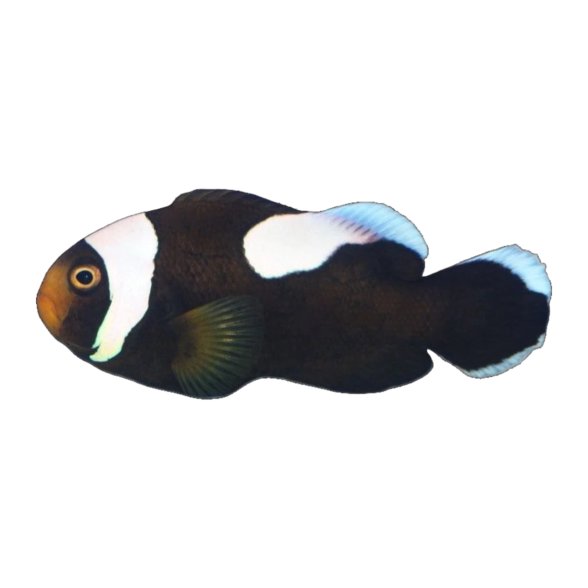 Saddle Back Clownfish Pair | Amphiprion polymnus