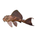 Sailfin Pleco | Pterygoplichthys gibbiceps