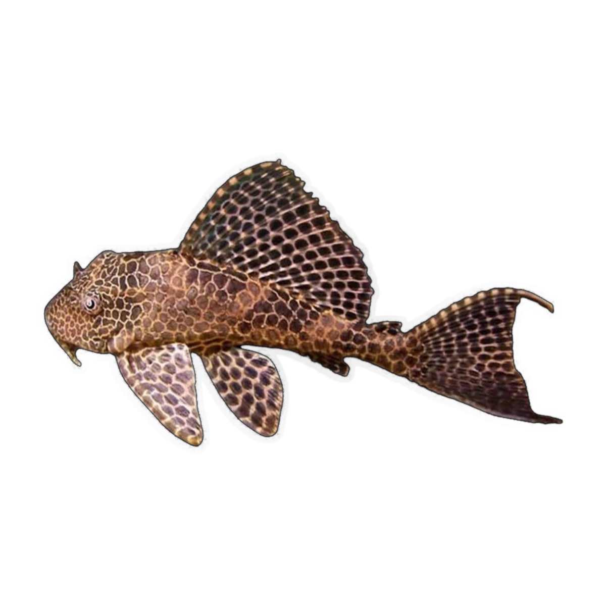 Sailfin Pleco | Pterygoplichthys gibbiceps