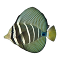 Sailfin Tang | Zebrasoma velifer