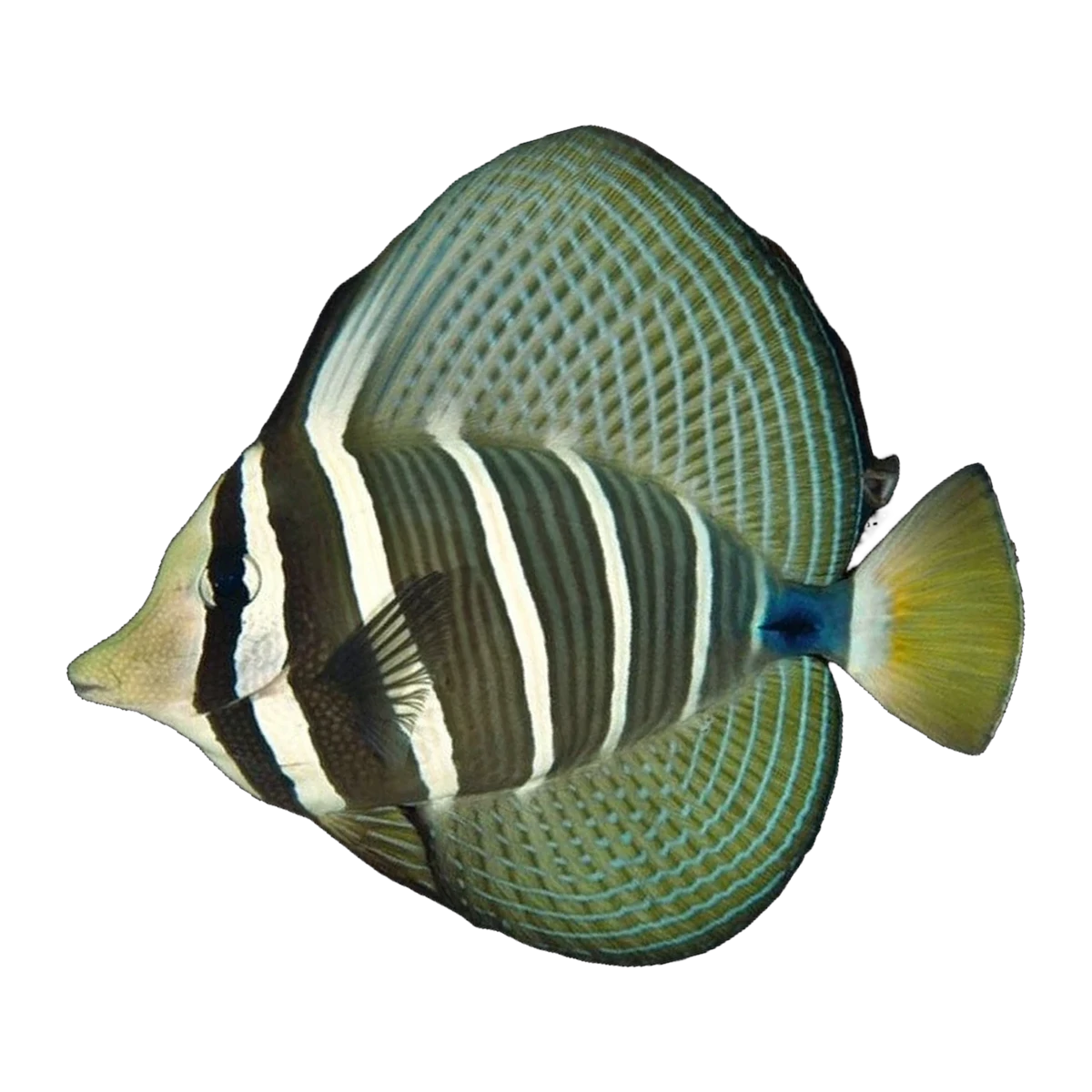 Sailfin Tang | Zebrasoma velifer