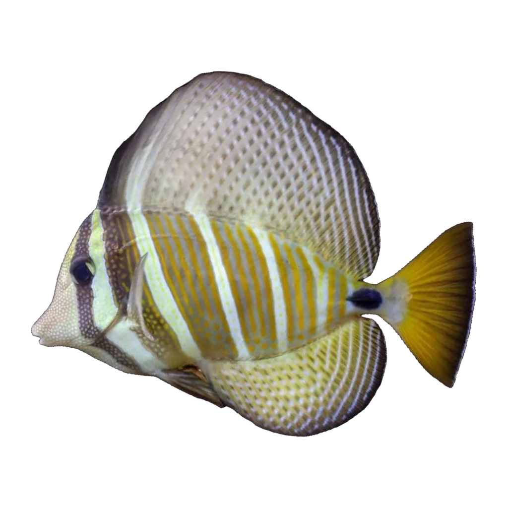 Sailfin Tang | Zebrasoma velifer