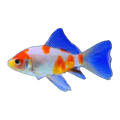 Sakura Shubunkin Goldfish