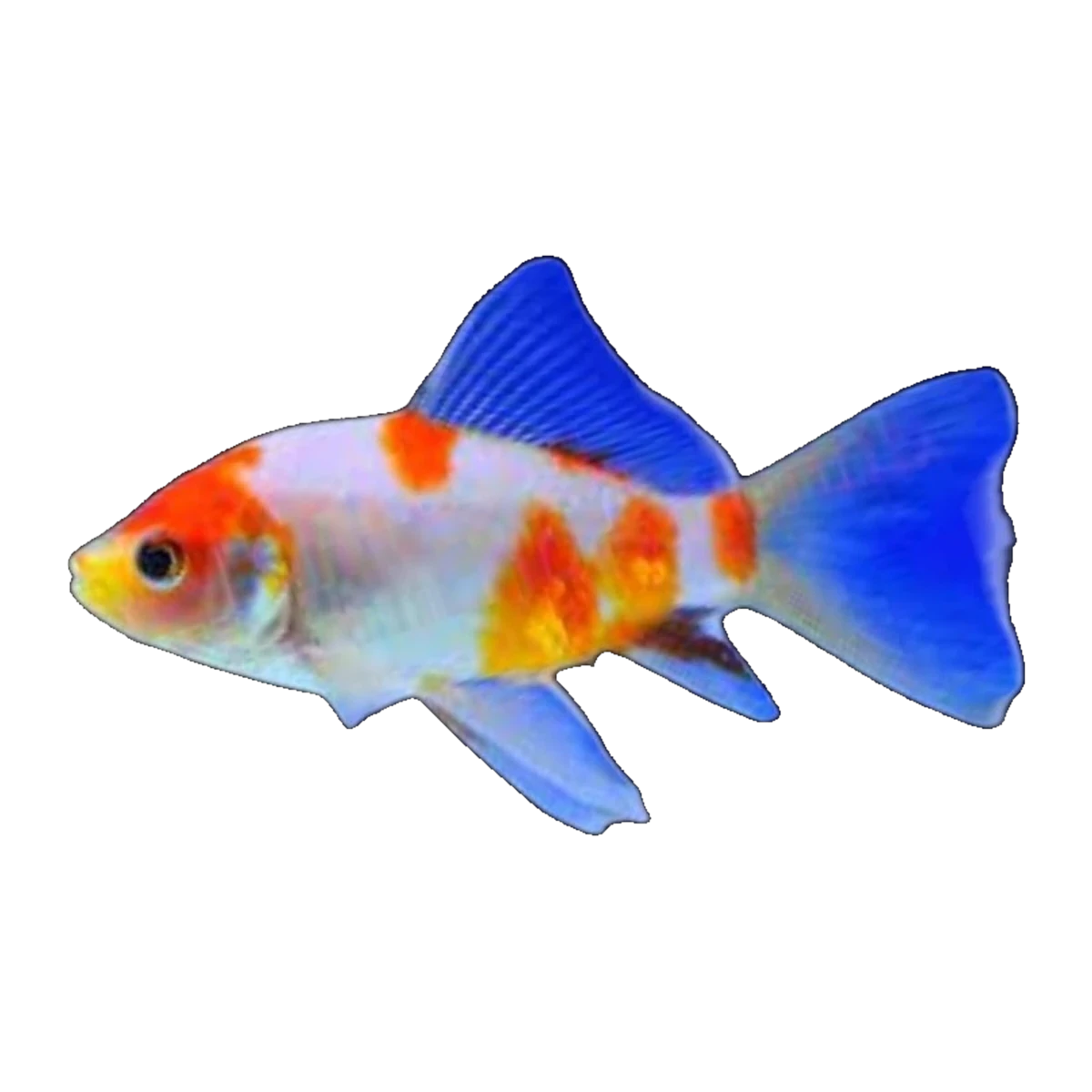 Sakura Shubunkin Goldfish