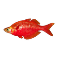 Salmon Red Rainbowfish