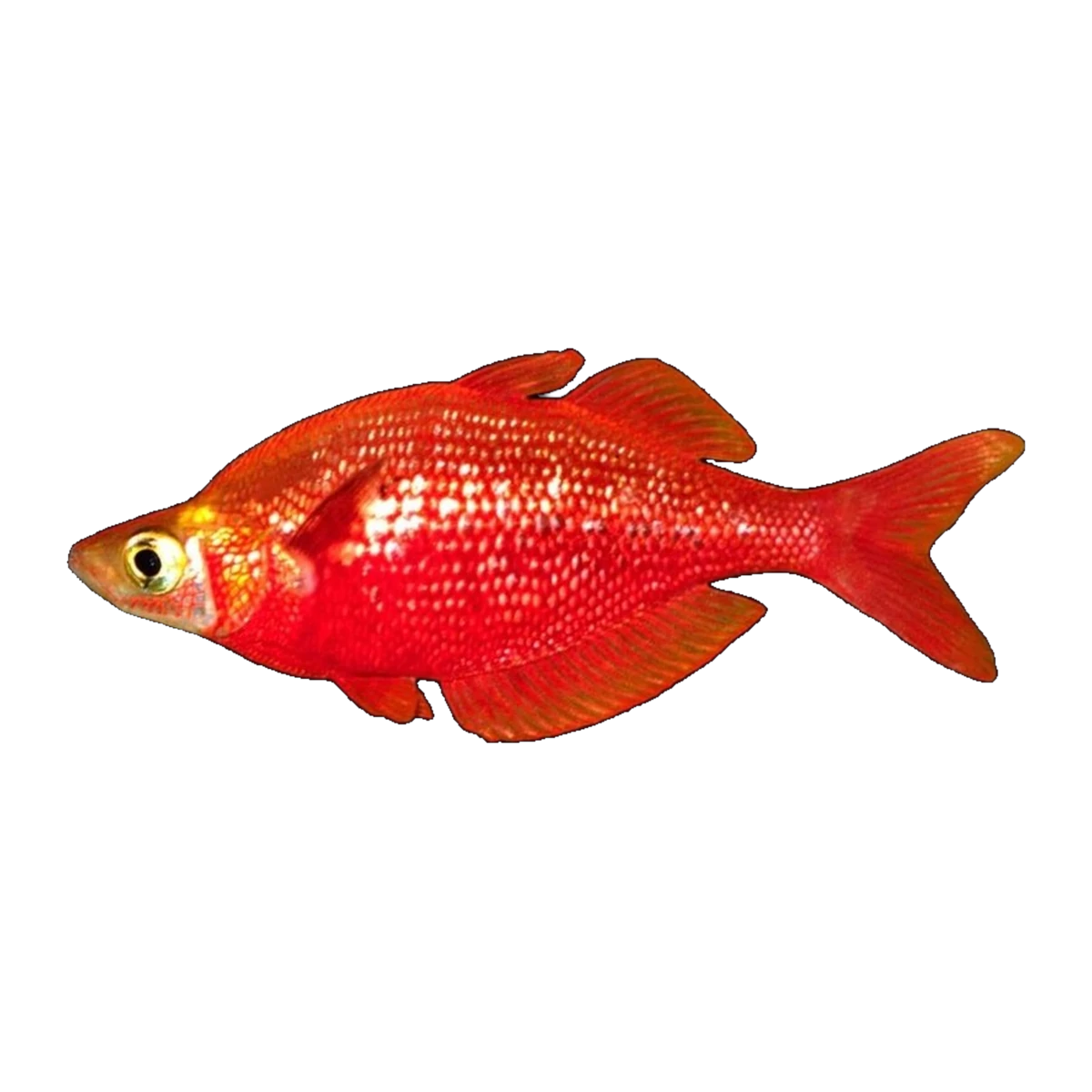 Salmon Red Rainbowfish