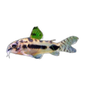 Salt And Pepper Corydoras | Corydoras habrosus