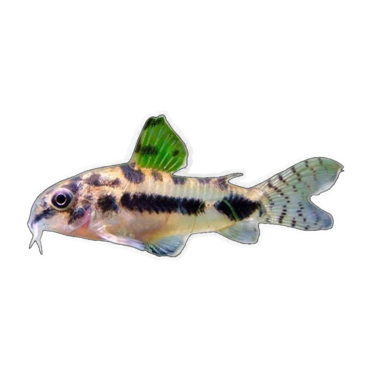 Salt And Pepper Corydoras | Corydoras habrosus