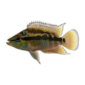 Salvini Cichlid | Trichromis salvini