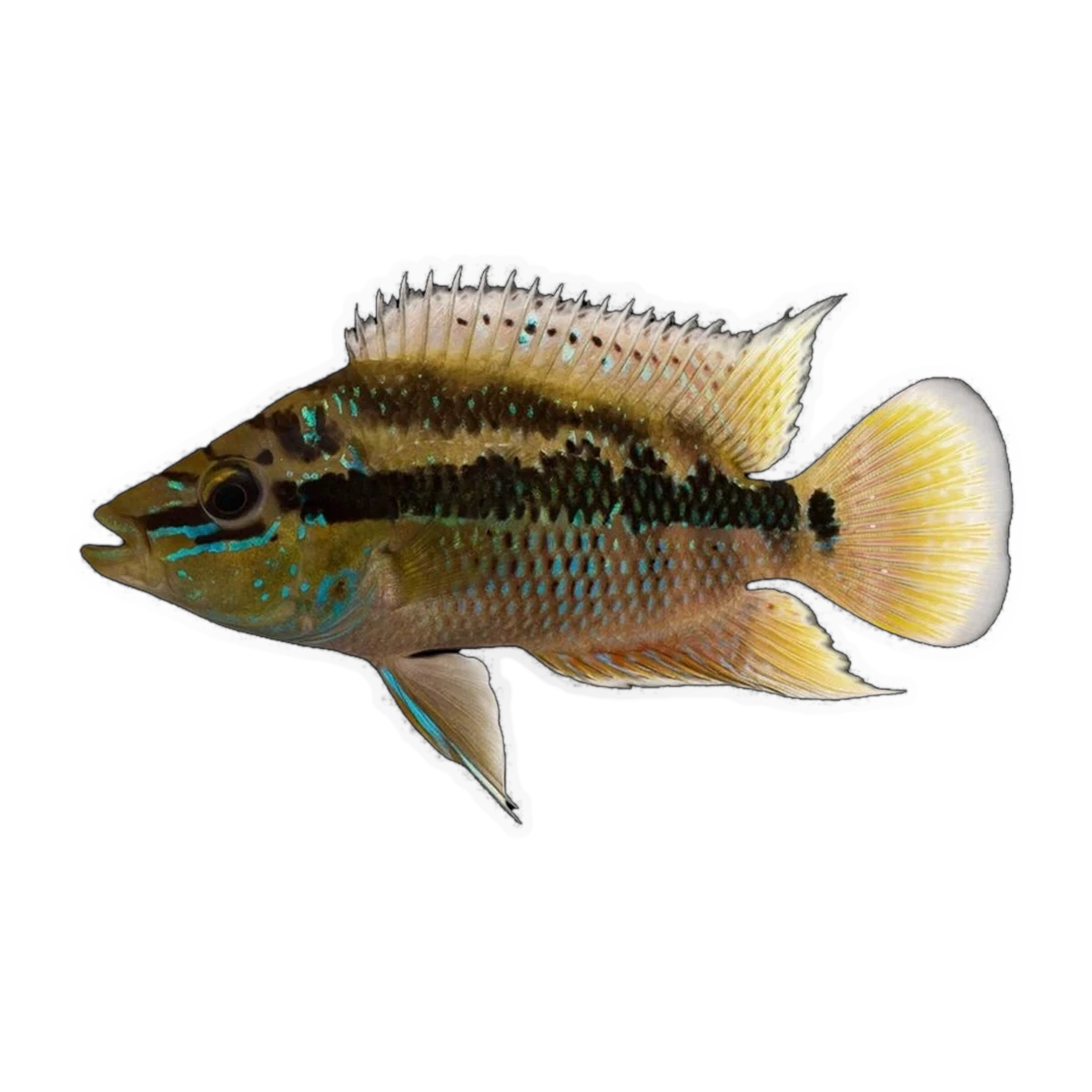 Salvini Cichlid | Trichromis salvini