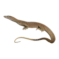 Sand Monitor | Varanus gouldii flavirufus