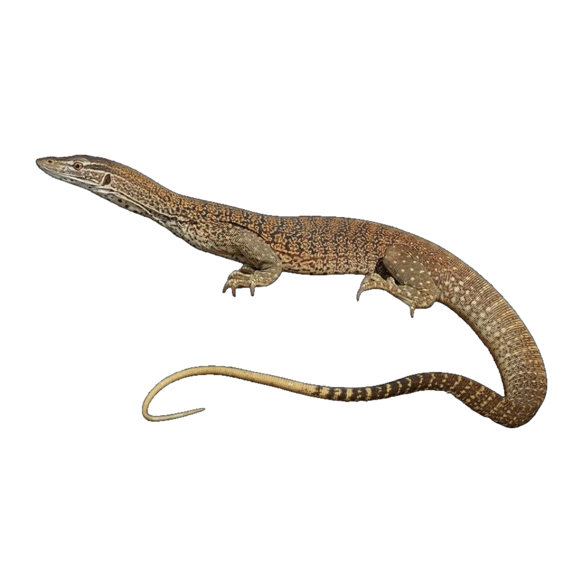 Sand Monitor | Varanus gouldii flavirufus