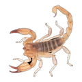 Sand Scorpion Male | Urodacus armatus