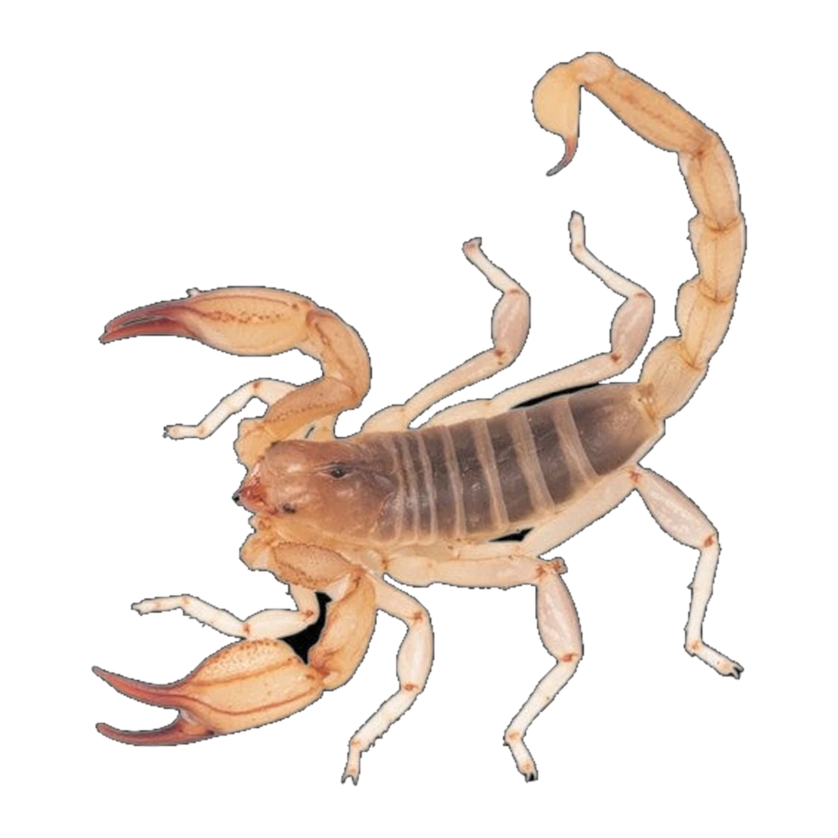 Sand Scorpion Male | Urodacus armatus