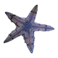 Sand Sifting Starfish | Astropecten polyacanthus