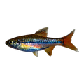 Sarawak Rasbora