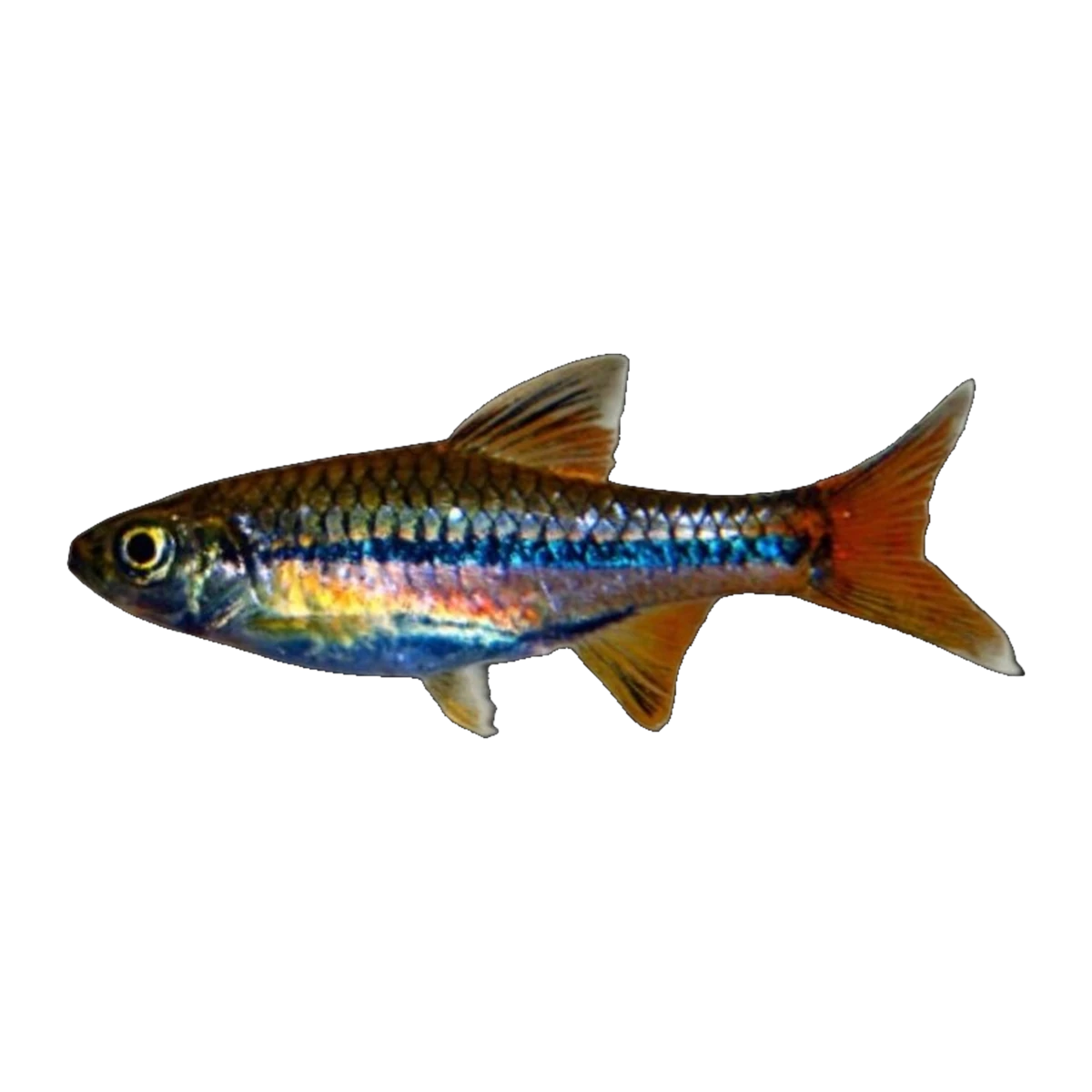 Sarawak Rasbora