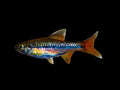 Sarawak Rasbora