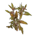 Scarlet Ludwigia