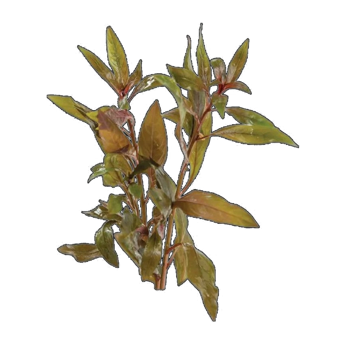 Scarlet Ludwigia
