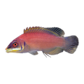 Scarlet Pin Stripe Wrasse | Pseudocheilinus evanidus