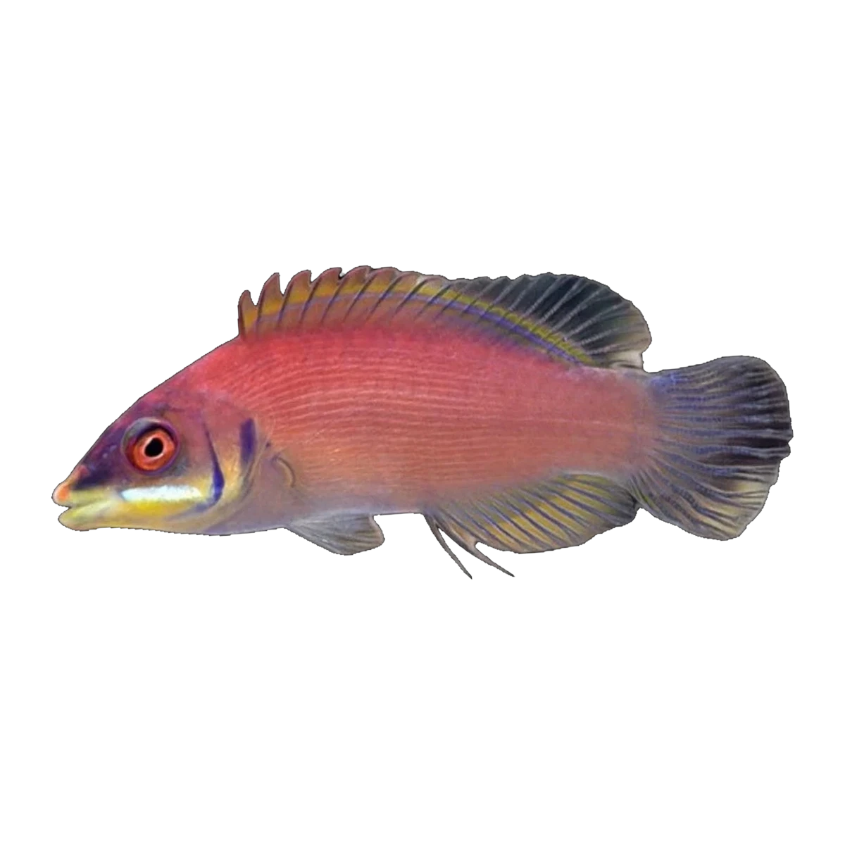Scarlet Pin Stripe Wrasse | Pseudocheilinus evanidus