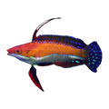 Scarlett Fin Flasher Wrasse | Cirrhilabrus rubeus