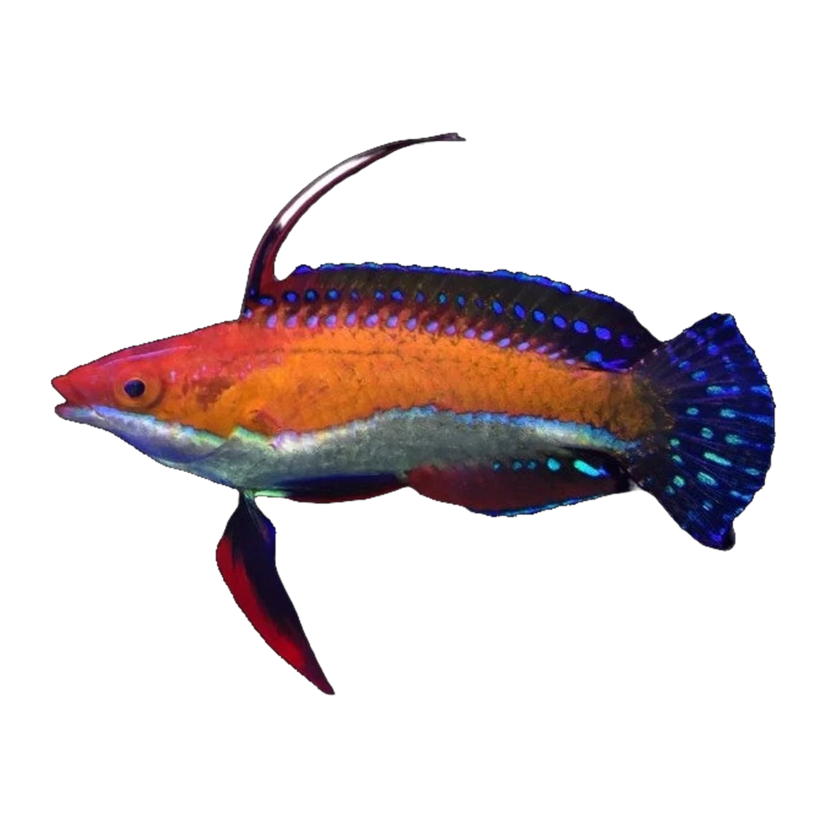 Scarlett Fin Flasher Wrasse | Cirrhilabrus rubeus
