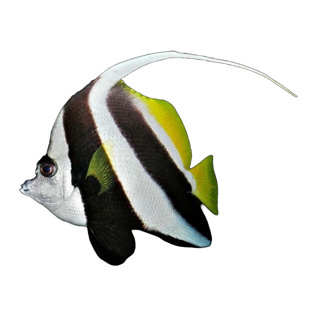 Schooling Bannerfish | Heniochus diphreutes