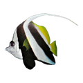 Schooling Bannerfish | Heniochus diphreutes