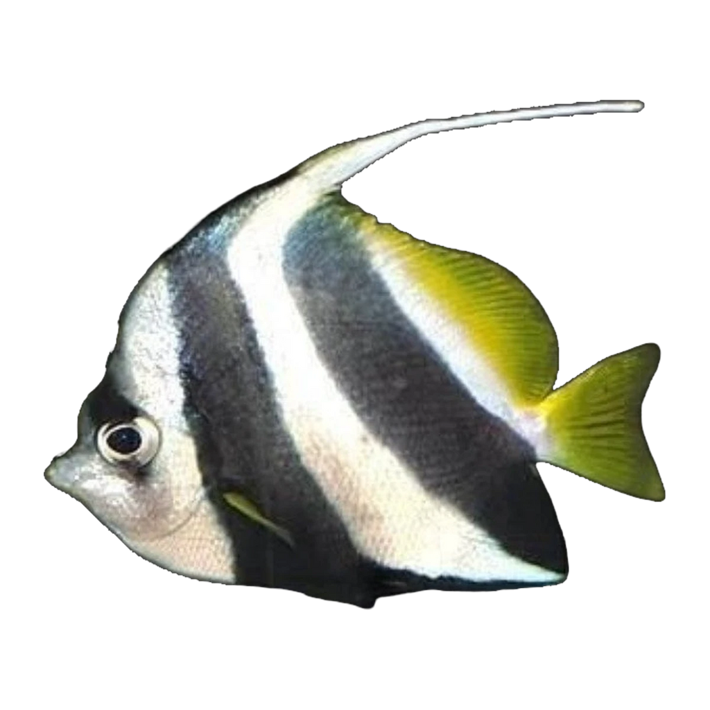 Schooling Bannerfish | Heniochus diphreutes